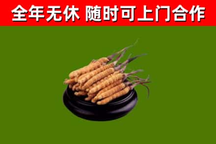 天水回收散虫草
